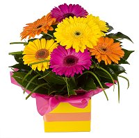 Florist Highgate - Gerbera boxed arrangement